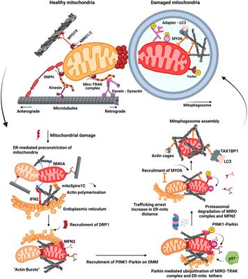 Mitophagy and Neurodegeneration: Between the Knowns and the Unknowns